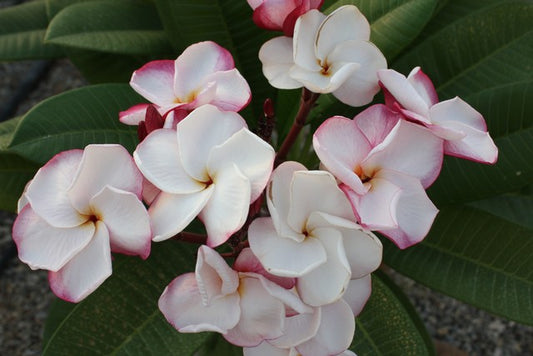 Pink Pansy
