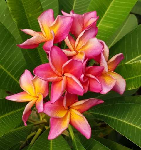 Thai Mattalica