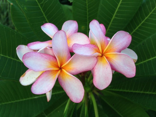 Pattaya Star