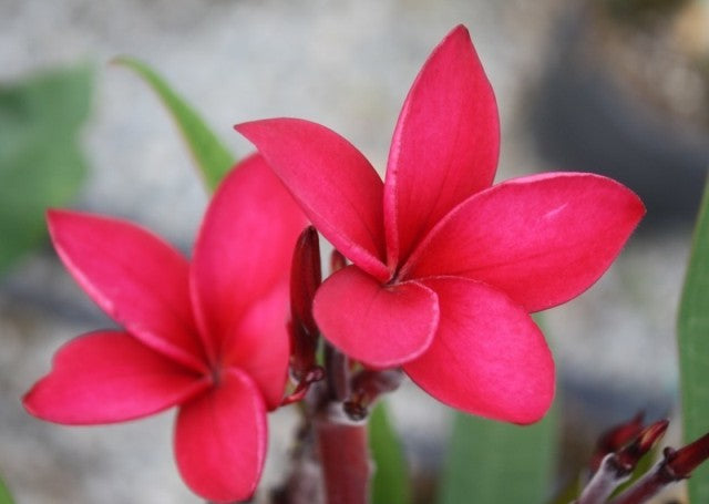 Daeng Suriyo Thai