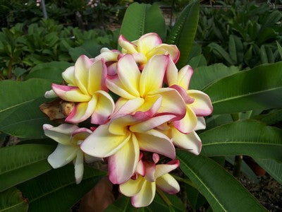 Sheer Beauty
