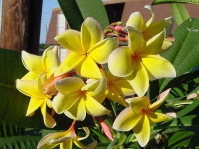 Aztec Gold USA