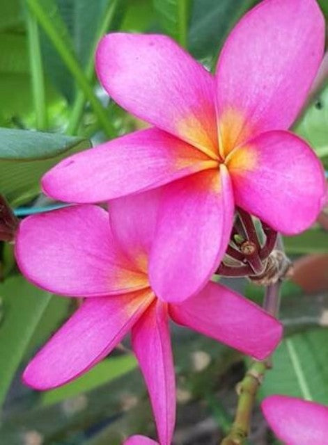 Pozzallo Pink