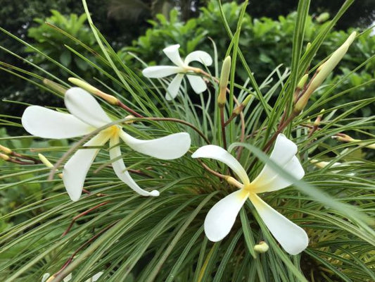 Plumeria Filifolia