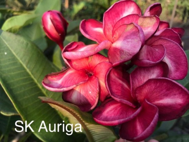 Sk Auriga