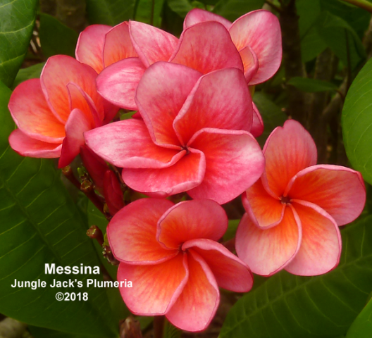 Messina