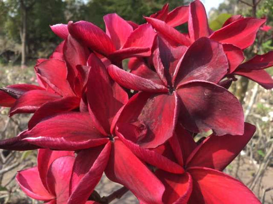 Scarlet Star