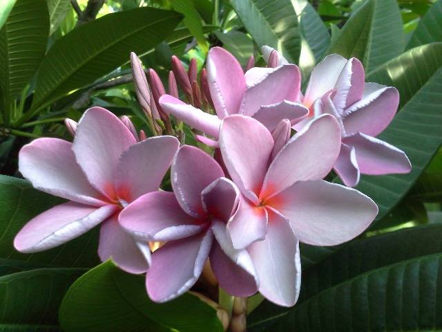 Sweet Violet