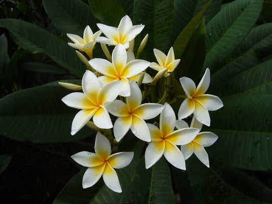 Star White
