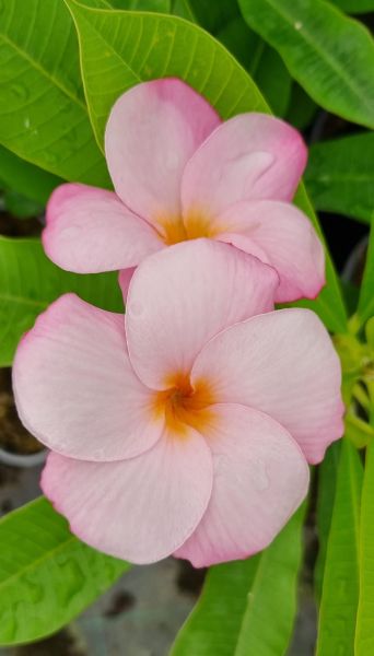 Tricky Pink