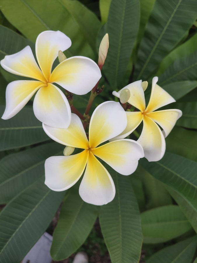 Yellow White Pinwheel