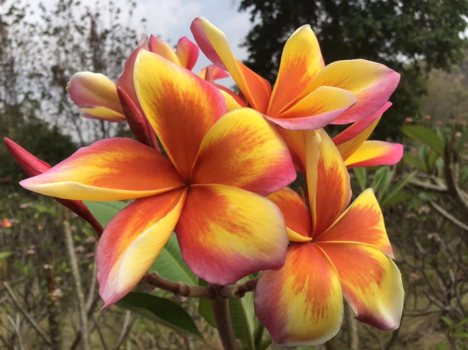 Diana Fire