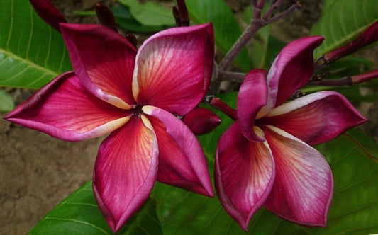 Plum Crazy