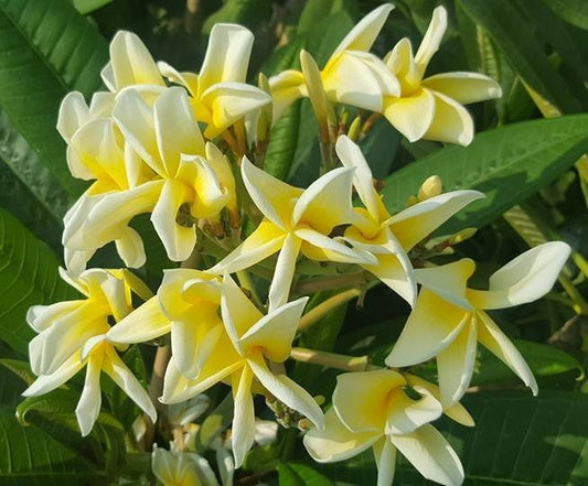 Yellow Petal Twist