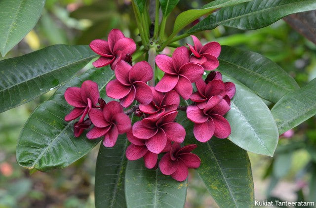 V. Maroon
