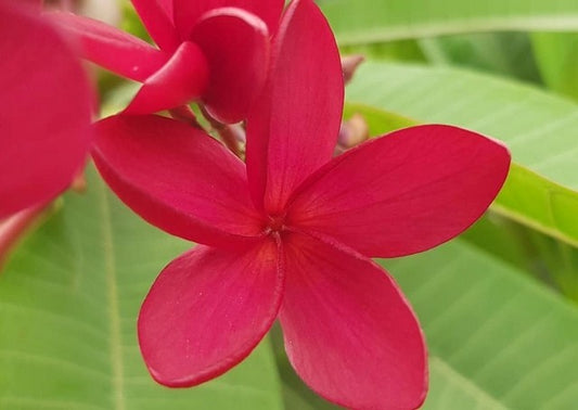 Congo