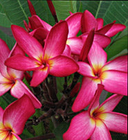 Kalakaua Star