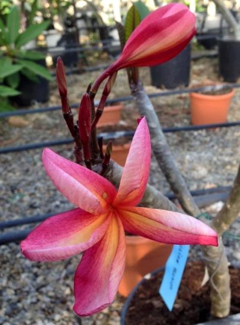 Millionenblüte