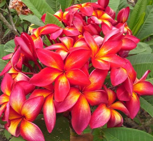Thai Mango Brush