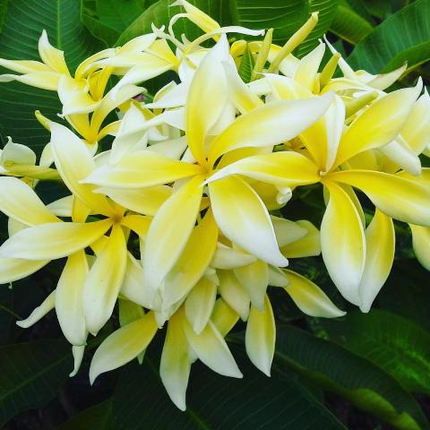 Yellow Spider