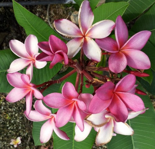 Violet Pink