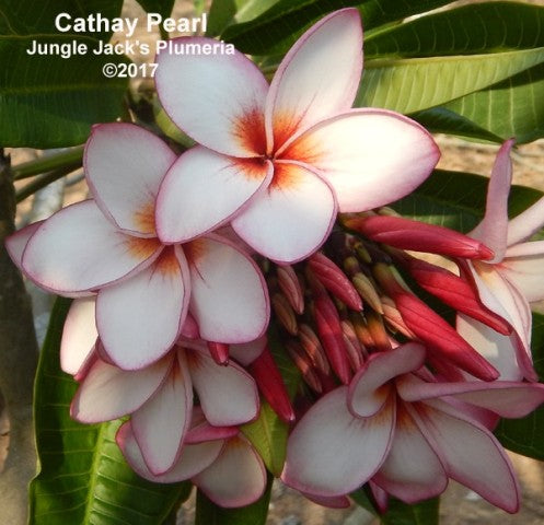 Cathay Pearl