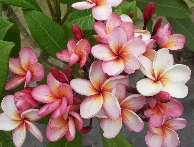 Soi Phet