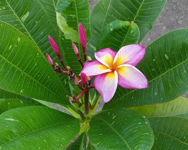 Phiu Sawai