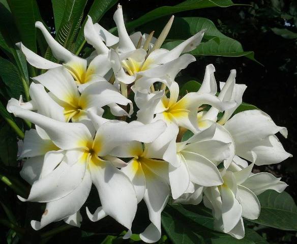 White Swam Princess
