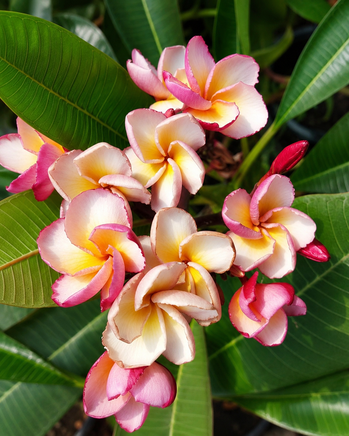 Irma Hybrid Nr. 11