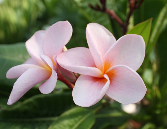 Siam Peach