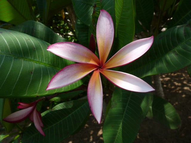Sea Star
