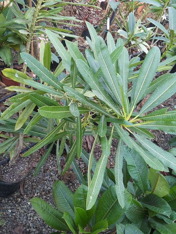 Plumeria Stenophylla