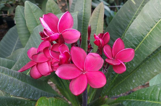 Hilo Beauty