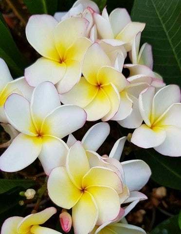 Lueang Ag
