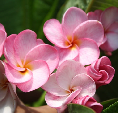 Pretty In Pink