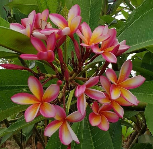 Phet Phayarae