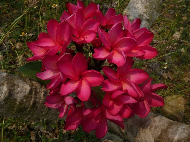Mandalay