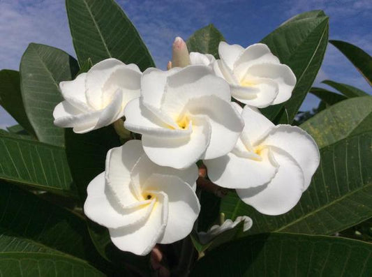 White Pansy