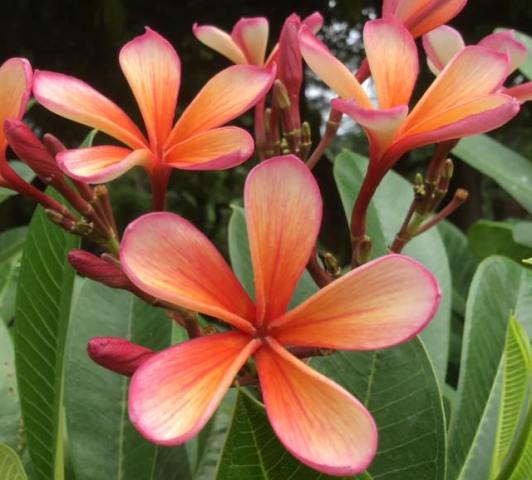 Thai Dwarf Orange