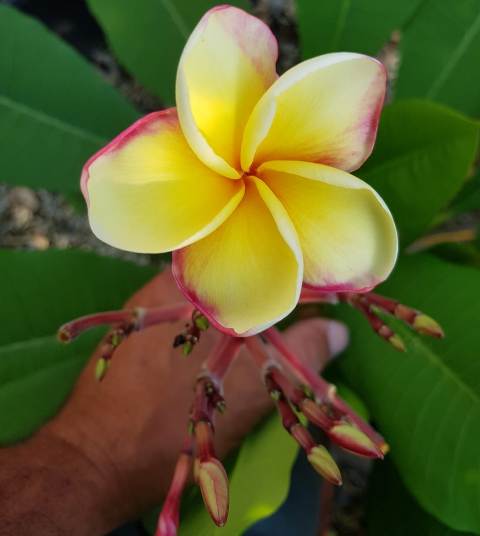 Yelnique