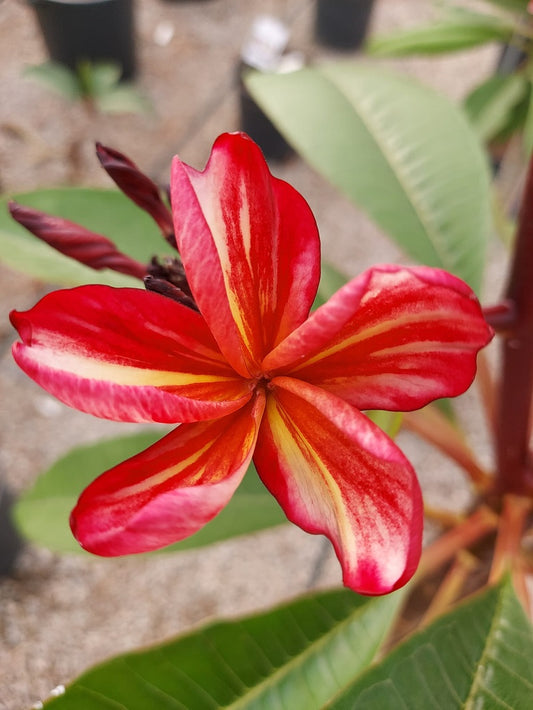 K. Fantasia