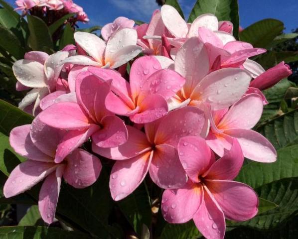 Courtade Pink