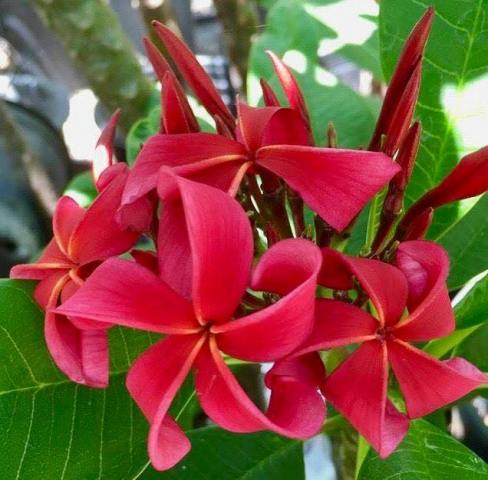 Red Falsomiele