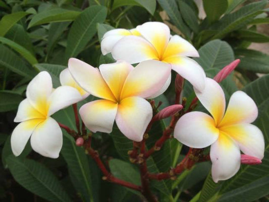 Incarnata