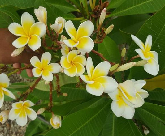 Celadine