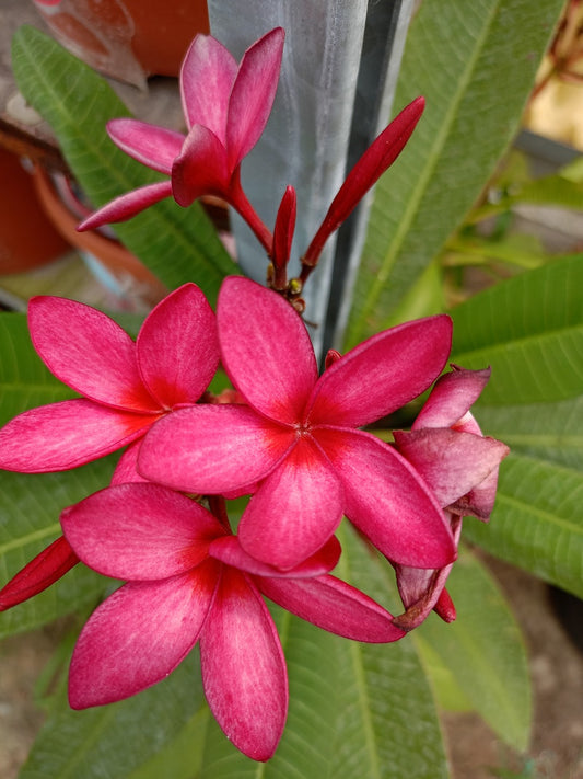 Ban Phai Red