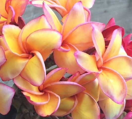Golden Whisper