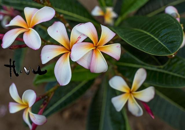 Siam Rainbow Obtusa