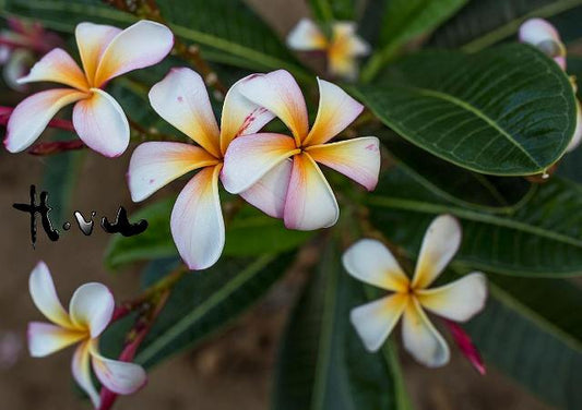 Siam Rainbow Obtusa